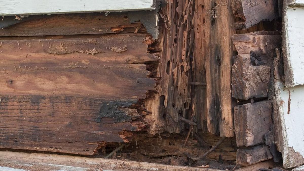 Foto close-up eksterior sebuah rumah kayu yang mengalami kerusakan parah dan pembusukan, memperlihatkan tanda-tanda pembusukan dan serangan rayap.
